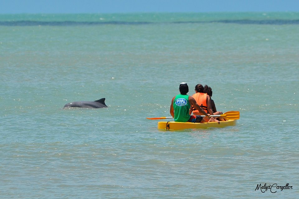 Dupla em um caiaque e golfinho na Baía dos Golfinhos